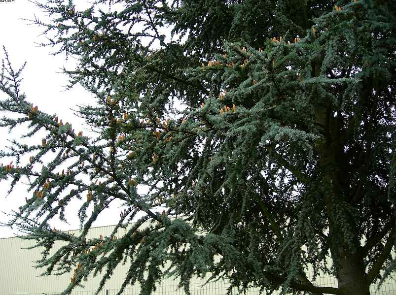 Cedrus atlantica / Cedro dell'' Atlante